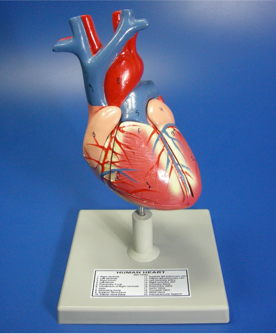 Model of Heart Model of Heart